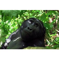 Uganda Wildlife Urlaub - 8 Tage