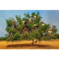 Essaouira Mogador Geteilter Tagesausflug von Marrakesch