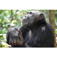 7 Tage exklusives Gorilla-Erlebnis in Uganda