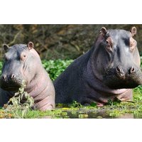 7-tägiger Amboseli-See Naivasha-See Nakuru-Masai Mara NP