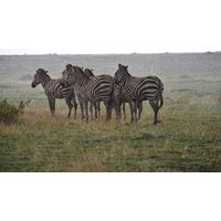 Tansania Lodge Safari 5 Tage - Tarangire Np, Ngorongoro Krater & Serengeti Np