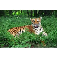 Tour von Bhubaneshwar nach Bhitarkanika und Similipal Tiger Reserve