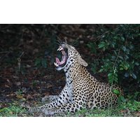 Sri Lanka Touren 12-tägige Wildlife Tour mit Fahrer, Auto oder Van und Unterkunft