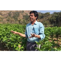 Tag der Seidenraupenfarm (Sericulture) mit einfachem Wandern in Pokhara