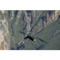 3 Tage: Colca Canyon Trek 3 Tage/2 Nächte