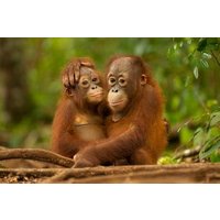 Tagesausflug Sepilok Orang-utan und Stadtrundfahrt (Flug ausgeschlossen)