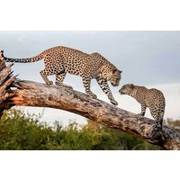 All-Inclusive-Ganztagessafari im Yala-Nationalpark