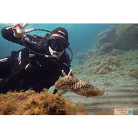 SSI Scuba Diver Kurs in Médano