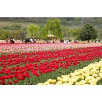 5-Tages Private Kaschmir Honeymoon Tour von Srinagar