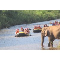 Top-Wahl – ganzer oder halber Tag @Elephant in Wild Sanctuary ChiangMai