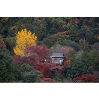 Erkunden Sie den Arashiyama-Bambuswald mit einem authentischen Zen-Erlebnis