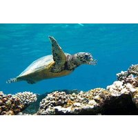 Über Tag zum Abu Dabbab Beach Marsa Alam mit Mittagessen - Hurghada