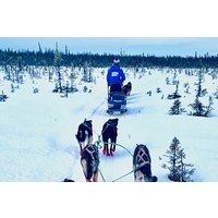Winterliche Hundeschlittenfahrt in Knik, Alaska