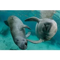 Schnorcheln mit Dugongs und Schildkröten auf Marsa Mubarak