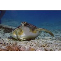 Geführter Schnorchelausflug zu den Schildkröten in Protaras