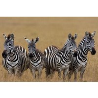 Masai Mara Pirschfahrt