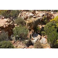 Kapstadt: Ganztägige private Big 5-Safari im Aquila Game Reserve
