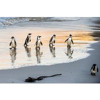 Halbtägige afrikanische Pinguin-Tour