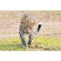 2-tägige Safari von Sansibar nach Serengeti & Ngorongoro