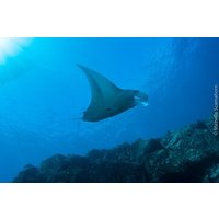 Private Ni’ihau Scenic Schnorchel