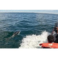 Nautische Tour auf der Suche nach Delfinen