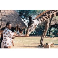 7 Tage Kenia Luxus Safaris - Masai Mara NR, Amboseli NP und Lake Nakuru NP