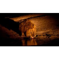 Abendliche Pilanesberg-Nachtsafari ab Sun City