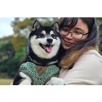 Tokyo Shiba Inu Walk | Picknick mit Ginta am Yasukuni-Schrein