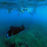 Nusa Penida: 4-Spot-Schnorcheln mit Manta und Inseltour