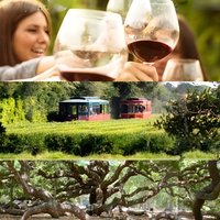 Wine Sippin'-Tea Drinkin'-Tree Huggin' Lowcountry Sehenswürdigkeiten