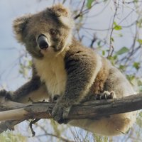 Kangaroo Island Shore Exkursion Scenic Trail Tour