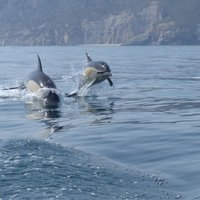 Delfinbeobachtung in Arrábida (Region Lissabon)