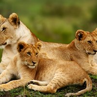 Nairobi-Nationalpark, Giraffenzentrum und Karen-Blixen-Museum