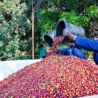 Fairview Estate Coffee Farm Tour mit Abholung