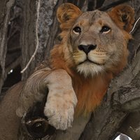 Uganda Gorillas und Wildsafari - 10 Tage