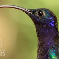 Vogelbeobachtungstour im Nebelwald -Monteverde Wild-
