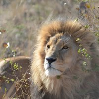 Private Tour zum Aquila Game Reserve in Kapstadt – sehen Sie die Big5
