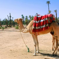 Kleine Kamelreiten-Exkursion in 1,5 Stunden nach Palm Grove von Marrakesch