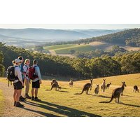 Melbourne Wildtier Naturwanderung mit Kängurus und Sonnenuntergang Picknick!