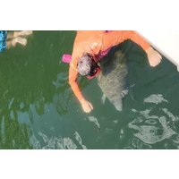 Schwimmen mit Seekühen in Crystal River Florida