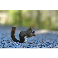 Stadtwurzeln und Wildtierpfade auf Cape Breton Island